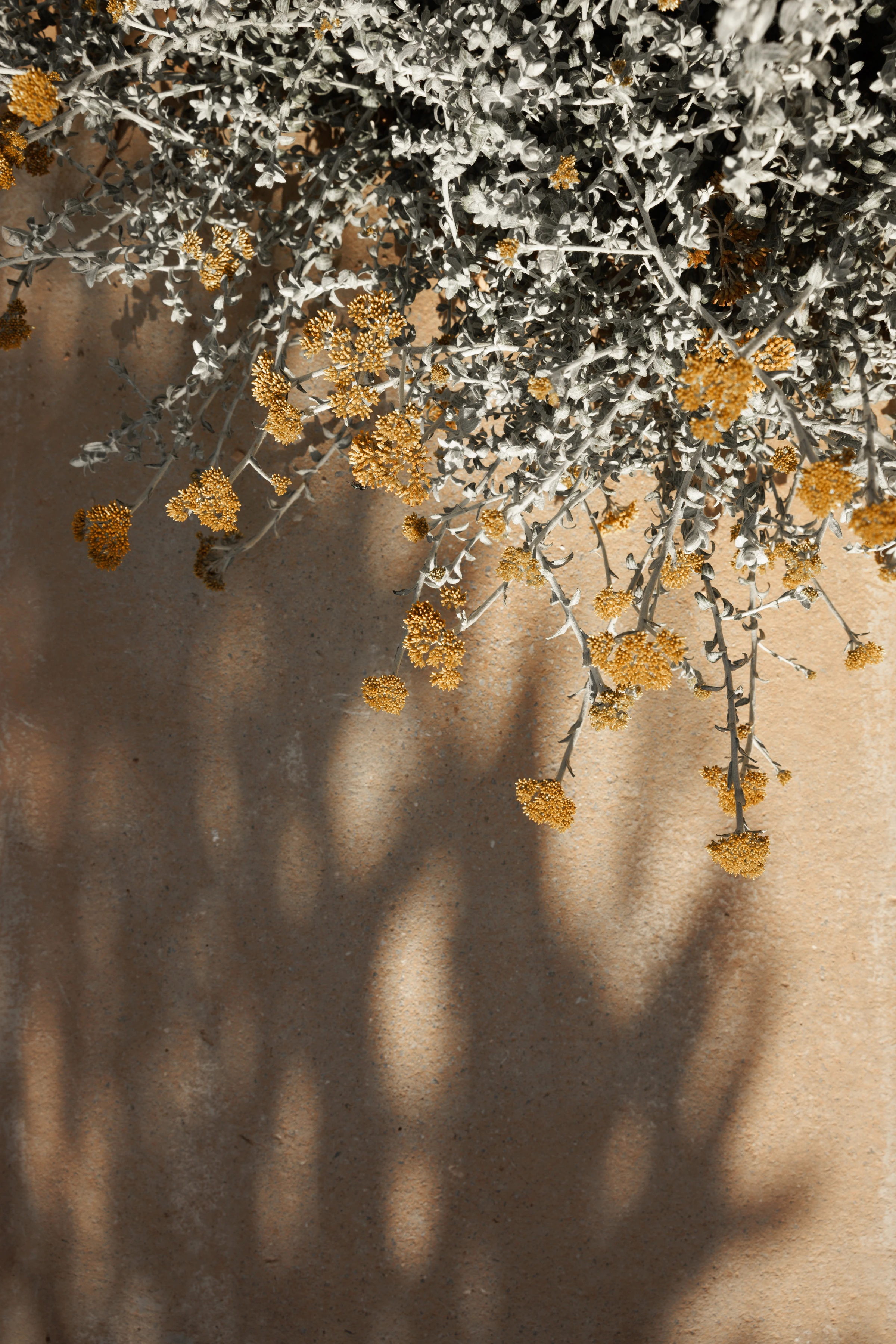 Silver curry plant flowering against a sandy wall