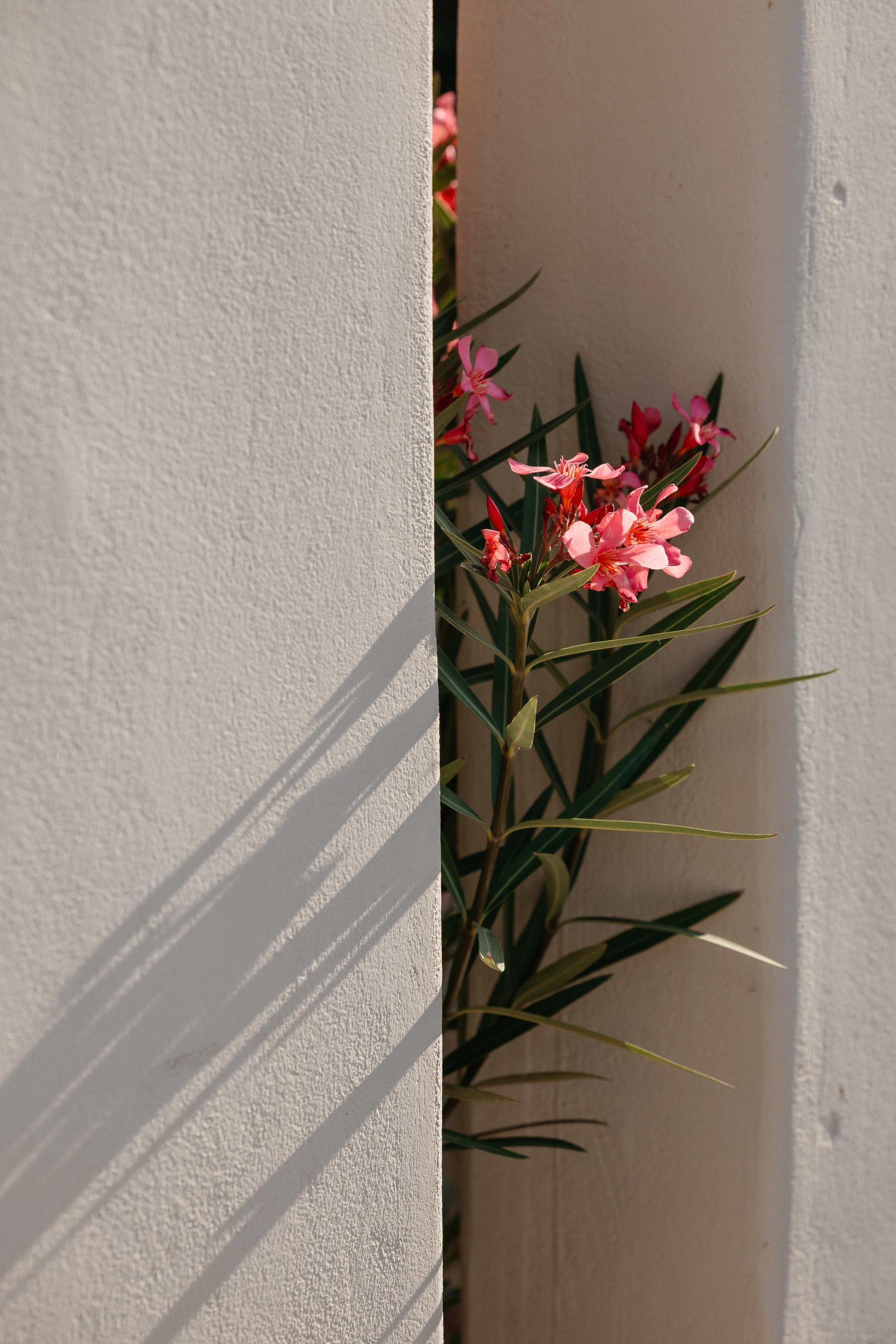Pink oleander between two whitewashed walls