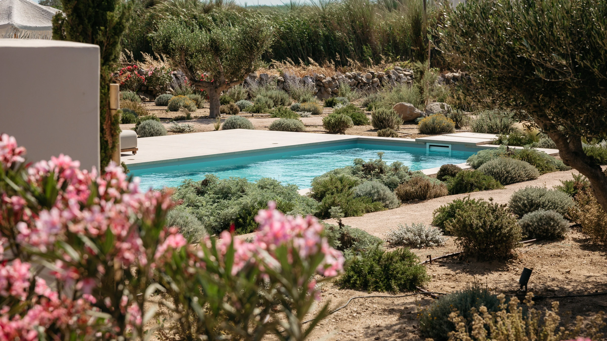 The pool set among lavender and olive trees
