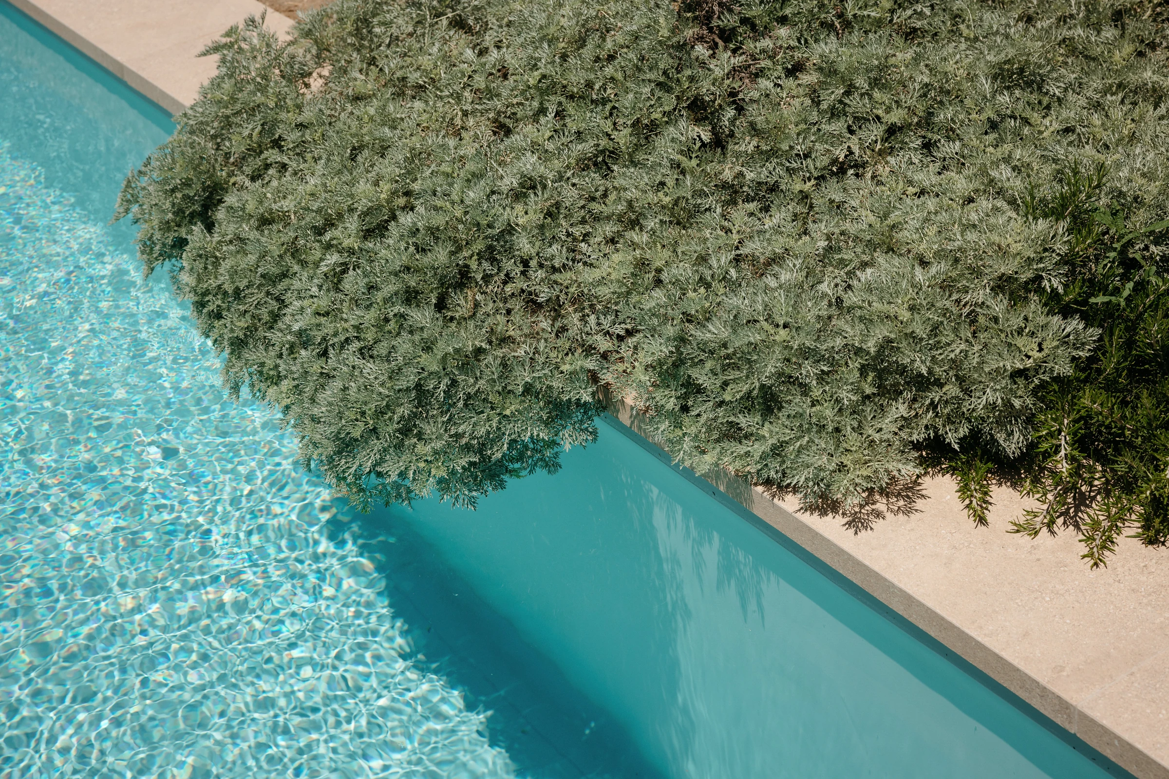 Silver foliage spilling over the pool edge